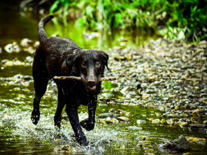 Frio River Good Dog