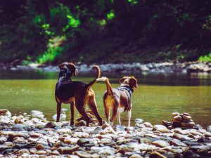 Yes dogs are allowed on the frio river